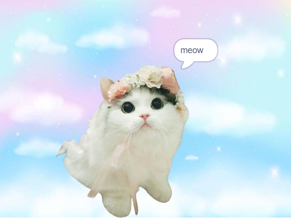 Cute Kitten